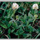 Trifolium montanum (koniczyna pagórkowa)