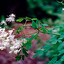 Thalictrum (rutewka)