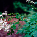 Thalictrum aquilegiifolium (rutewka orlikolistna)