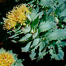 Rhodiola (różeniec)