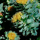Rhodiola rosea (różeniec górski)