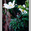 Pulsatilla alba (sasanka alpejska)