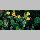 Geum montanum (kuklik górski)