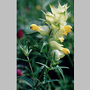 Rhinanthus serotinus (szelężnik większy)