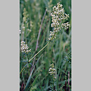 Galium (przytulia)