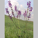 Salvia (szałwia)