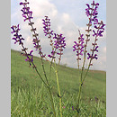 Salvia pratensis (szałwia łąkowa)