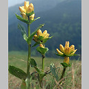 Gentiana punctata (goryczka kropkowana)