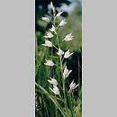Cephalanthera longifolia (buławnik mieczolistny)