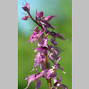 Orchis mascula (storczyk męski)