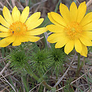 Ranunculaceae (jaskrowate)