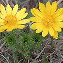 Adonis (miłek)