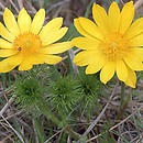 Adonis vernalis (miłek wiosenny)
