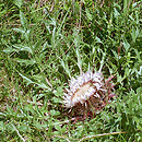 Carlina (dziewięćsił)