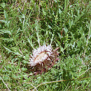 Carlina acaulis (dziewięćsił bezłodygowy)