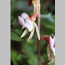 Epipogium aphyllum (storzan bezlistny)