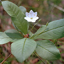 Trientalis europaea (siódmaczek leśny)