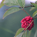 Sambucus racemosa (bez koralowy)