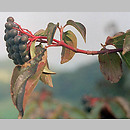 Cornus sanguinea (dereń świdwa)