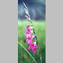 Gladiolus (mieczyk)