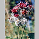 Arctium (łopian)
