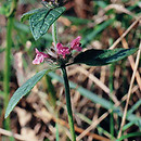 Clinopodium (klinopodium)