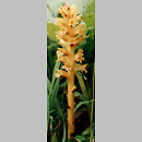 Orobanche flava (zaraza żółta)