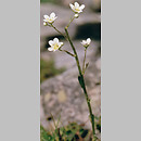 Saxifragaceae (skalnicowate)