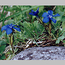 Gentiana verna (goryczka wiosenna)