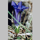 Gentiana clusii (goryczka krótkołodygowa)
