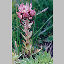 Crassulaceae (gruboszowate)