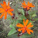 Lychnis ×arkwrightii (firletka Arkwrighta)
