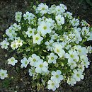 Arenaria (piaskowiec)