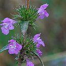 Ladanella