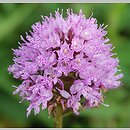 Traunsteinera globosa (storczyca kulista)