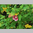 Anisodontea capensis
