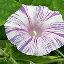 Ipomoea purpurea Arlekin
