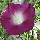 Ipomoea purpurea Split Personality