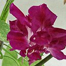 Ipomoea purpurea Reffles