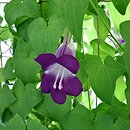 Maurandya scandens (azaryna pnąca)