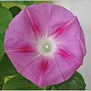 Ipomoea purpurea Crimson Rambler