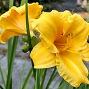 Hemerocallis ×hybrida Stella de Oro