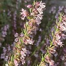 Hyssopus officinalis Roseus