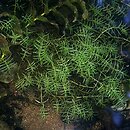 Callitriche autumnalis (rzęśl jesienna)