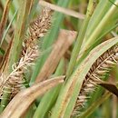 Carex atherodes (turzyca oścista)