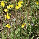 Pilosella piloselloides (kosmaczek wysoki)