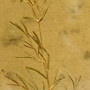 Potamogeton friesii (rdestnica szczeciolistna)