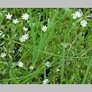 Stellaria crassifolia (gwiazdnica grubolistna)