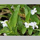 Viola stagnina (fiołek mokradłowy)