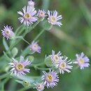 Erigeron acris ssp. podolicus (przymiotno ostre podolskie)